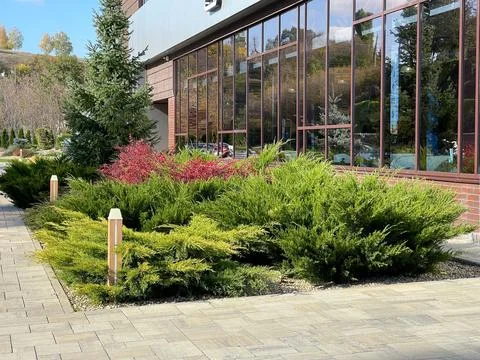 Landscaping with juniper by the building. Stock Photos