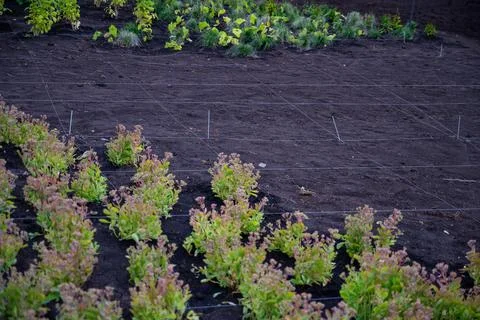 Landscaping. A lined plot of land for planting ornamental plants. 写真素材