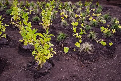 Landscaping. A lined plot of land for planting ornamental plants. 写真素材