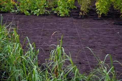 Landscaping. A lined plot of land for planting ornamental plants. Stock Photos