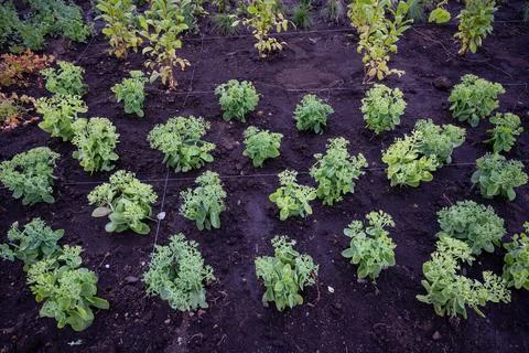 Landscaping. A lined plot of land for planting ornamental plants. Stock Photos