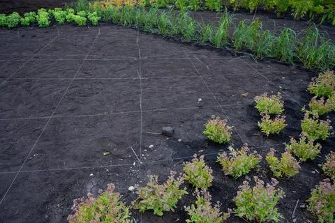 Landscaping. A lined plot of land for planting ornamental plants. Stock Photos
