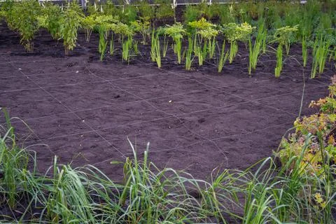 Landscaping. A lined plot of land for planting ornamental plants. Stock Photos