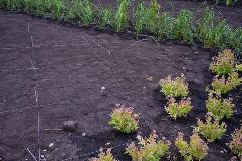 Landscaping. A lined plot of land for planting ornamental plants. 写真素材