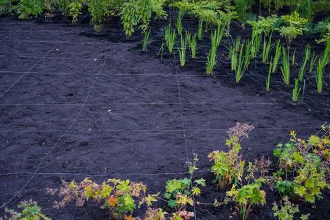 Landscaping. A lined plot of land for planting ornamental plants. Stock Photos