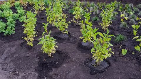 Landscaping. A lined plot of land for planting ornamental plants. 写真素材