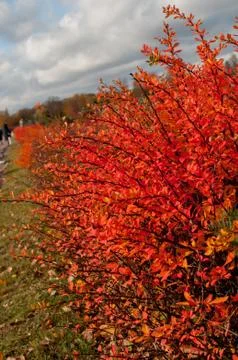 Landscaping of parks in the fall Stock Photos
