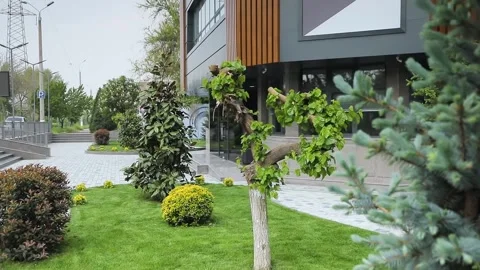 Landscaping, tree view, lawn, building in the background Stock Footage 245434330