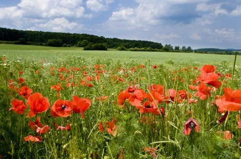 Landschaft mit Klatschmohn Foto stock