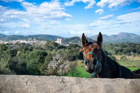Landschaft mit Pferd Stock Photos
