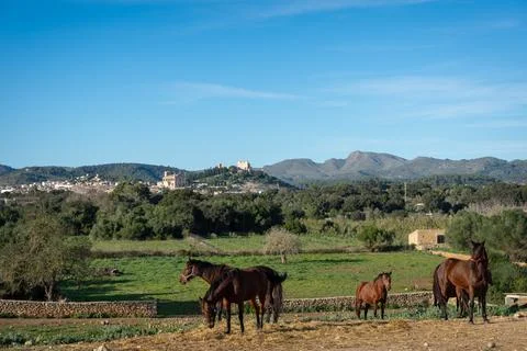 Landschaft mit Pferd Stock Photos