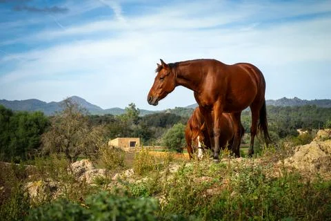 Landschaft mit Pferd Stock Photos
