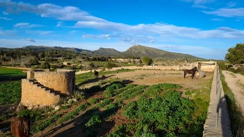 Landschaft mit Pferd Stock Photos