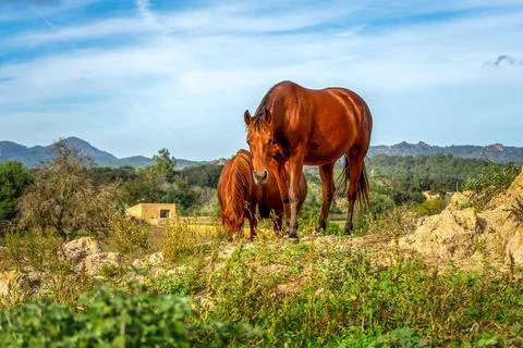 Landschaft mit Pferd Stock Photos