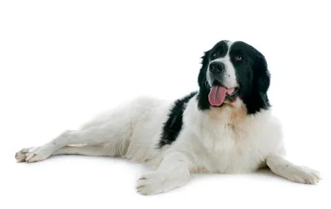 Landseer dog Foto stock