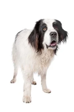 Landseer Stock Photos