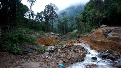 Landslide in a forest Видео 116650720