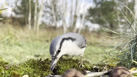 A landslide on a moss-covered branch Video stock 255496818