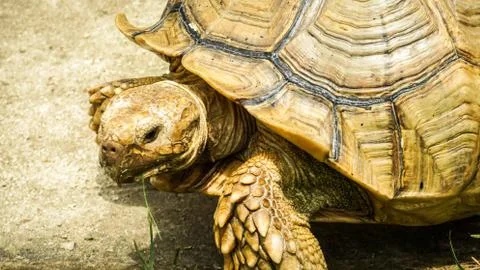 Landturtle 스톡 사진