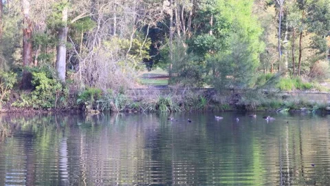 Lane Cover river weir with ducks on water at sunrise – zoom out as 4k. Stock Footage 159212894