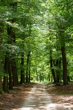 Lane in forest Foto stock