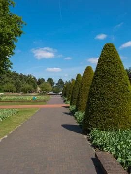 Lane lined with buxus trees Stock Photos