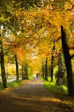 Lane in park with beech trees in fall colors Stock Photos