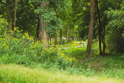 Lane through verdant forest Stock Photos