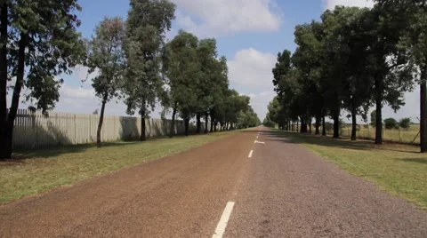 Lane of trees Video stock 51497394