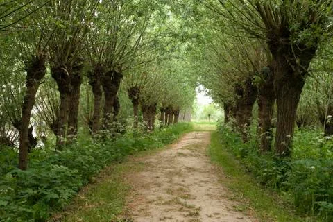 Lane with willows Stock Photos