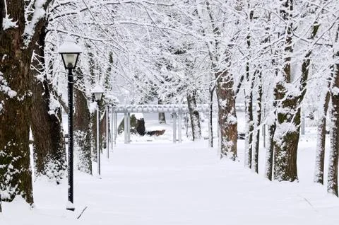 Lane in winter park Stock Photos