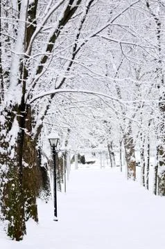 Lane in winter park Stock Photos