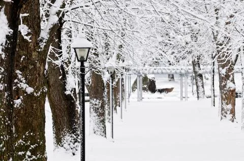 Lane in winter park Stock Photos