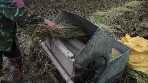 Lang-son-farmer-using-homemade-rice-thresher-medium-shot Stock Footage 340270184