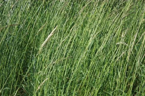 Langes Gras grünes, langes Gras, Wiese, linearen Strukrur, Hintergrundbild.. Stock Photos