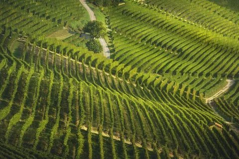 Langhe, roads and trees among the vineyards, Neive, Piedmont, Italy. Stock Photos