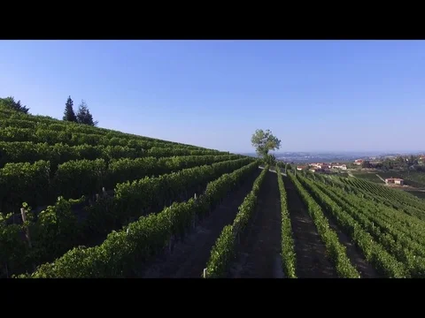 Langhe vineyard Stock Footage 73972673