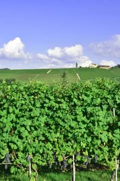Langhe vineyards 스톡 사진
