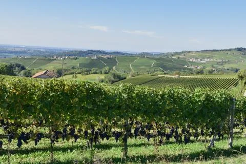Langhe vineyards 스톡 사진