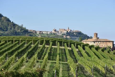 Langhe vineyards 스톡 사진
