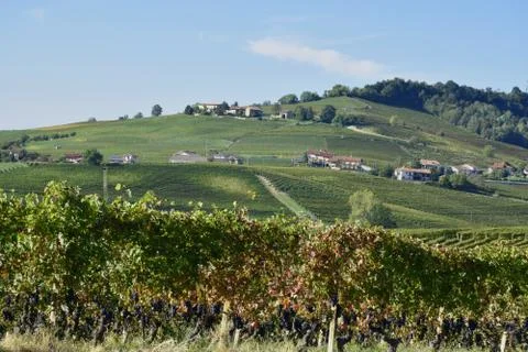 Langhe vineyards 스톡 사진