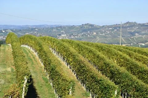 Langhe vineyards 스톡 사진