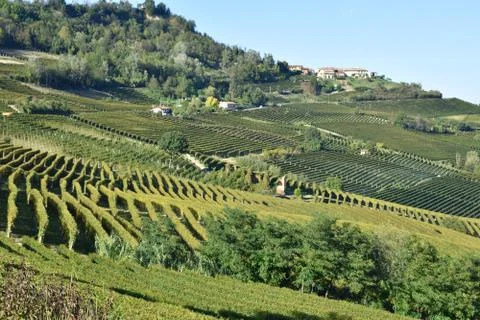 Langhe vineyards 스톡 사진