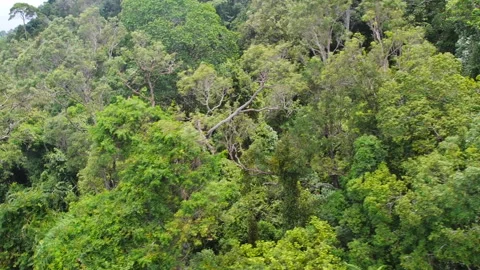 LANGKAWI NATURE 库存影片 220520641