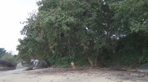 Langkawi rocked on the beach Stock-Footage 58610146