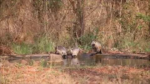 Langoor Drinking Water by Hand Video stock 75834776