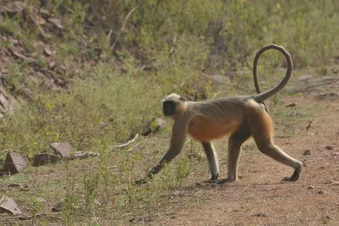 Langoor Stock Photos