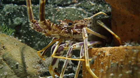 Langouste in the sea Stock Footage 39593961