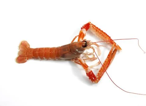LANGOUSTINE Stock Photos