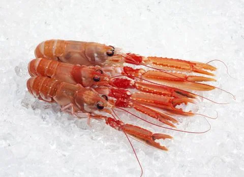 LANGOUSTINE Stock Photos